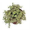 Crassula pellucida 'Little Missy' - comprar online