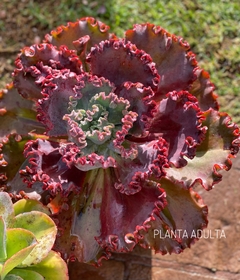 Echeveria híbrido de gibbiflora Rojo en internet