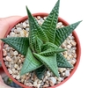 Haworthia limifolia var striata