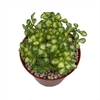 Aichryson domesticum variegado (Aeonium lindleyi variegado)