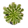 Aeonium albovariegatum en internet