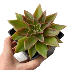 Echeveria Rubella XL en internet