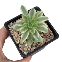 Echeveria Minibelle variegada