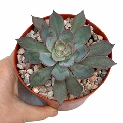 Echeveria Erendira