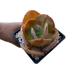 Echeveria Sun