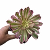Aeonium Zwartkin variegado