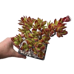 Crassula rubricaulis