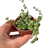 Peperomia prostrata