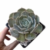 Echeveria Pollux