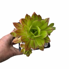 Aeonium Black Magic revertido ( con hijos)