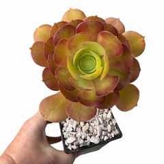 Aeonium Blushing Beauty