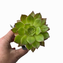 Aeonium Bronze Medal