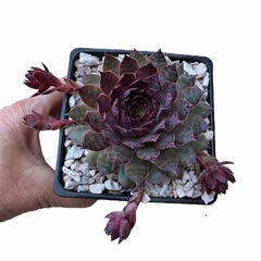 Sempervivum Irazu