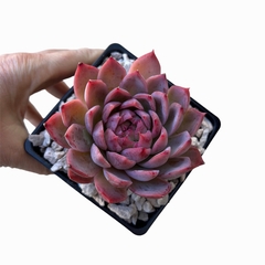 Echeveria Rosa Moscatel