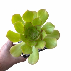 Aeonium Blushing Beauty - comprar online