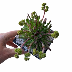 Crassula pubescens - comprar online