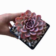 Echeveria Hot Pink