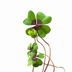 Oxalis tetraphylla