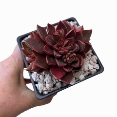 Graptoveria Vera