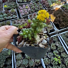 Sedum hernandezii