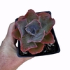 Echeveria Violacina