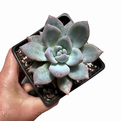 Echeveria colorata, ex lindsayana