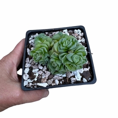 Crassula Dorothy