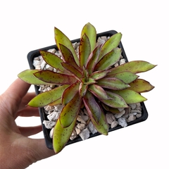 Echeveria walpoleana