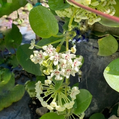 Hoya australis - comprar online