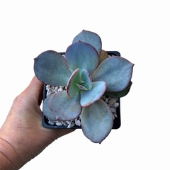 Echeveria Gila