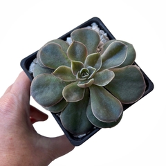 Echeveria Rosularis