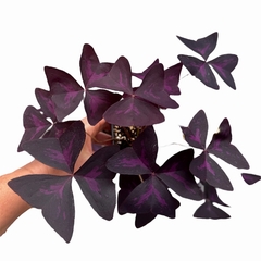 Oxalis triangularis