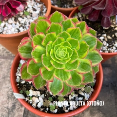 Aeonium Hallowen variegado en internet