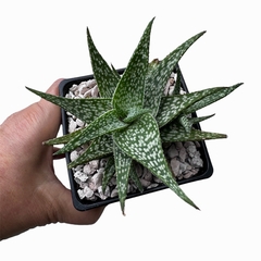 Aloe Kande