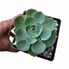 Echeveria Imbricata fenotipo azul