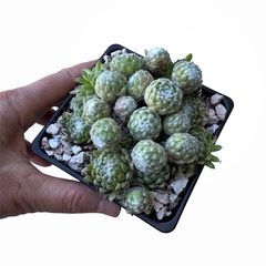 Sempervivum arachnoideum