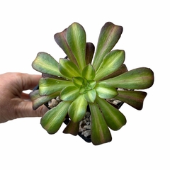 Aeonium Kilimanjaro - comprar online