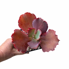 Echeveria Red Trump