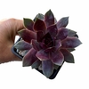 Sempervivum Red Lion