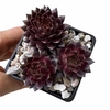 Sempervivum Aruma bronce