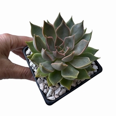 Echeveria Mensa