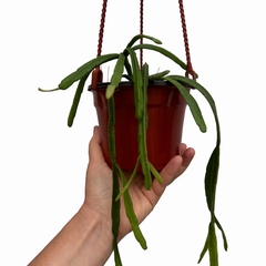 Rhipsalis micrantha