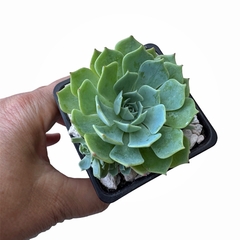 Echeveria secunda cv. japon_s