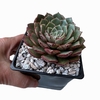 Echeveria Soraya