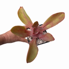 Echeveria x gibbiflora
