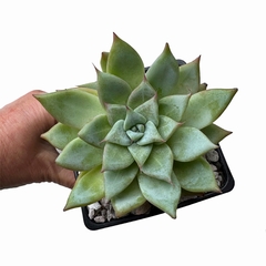 Echeveria Huangulen - comprar online