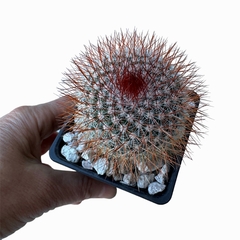 Mammillaria spinosissima rubrispina