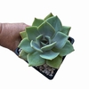 Echeveria Brisa