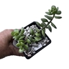 Adromischus caryophyllaceus