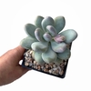 Pachyphytum Blue Haze